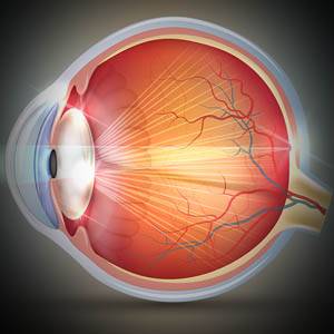 parts of the eye and its function